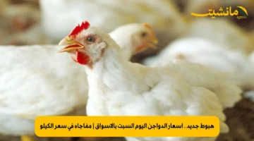 هبوط جديد.. أسعار الدواجن اليوم السبت بالأسواق | مفاجأة في سعر الكيلو